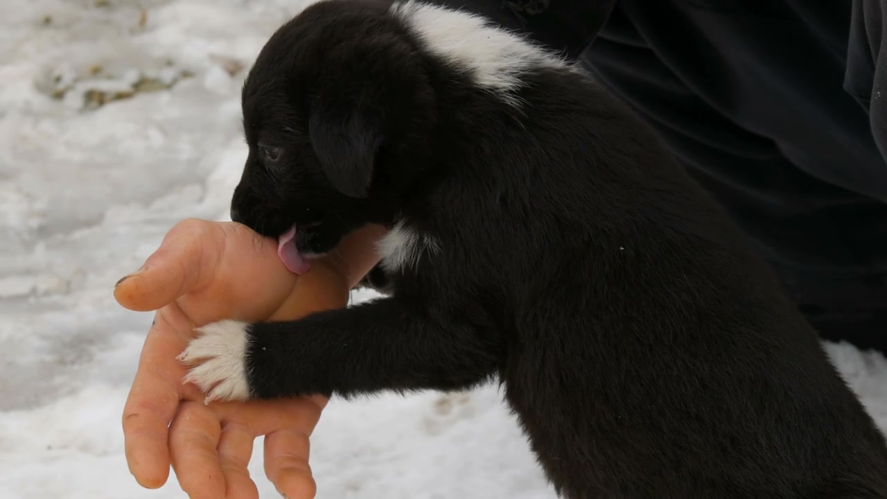 男训犬师用双手训练小狗视频素材画面4