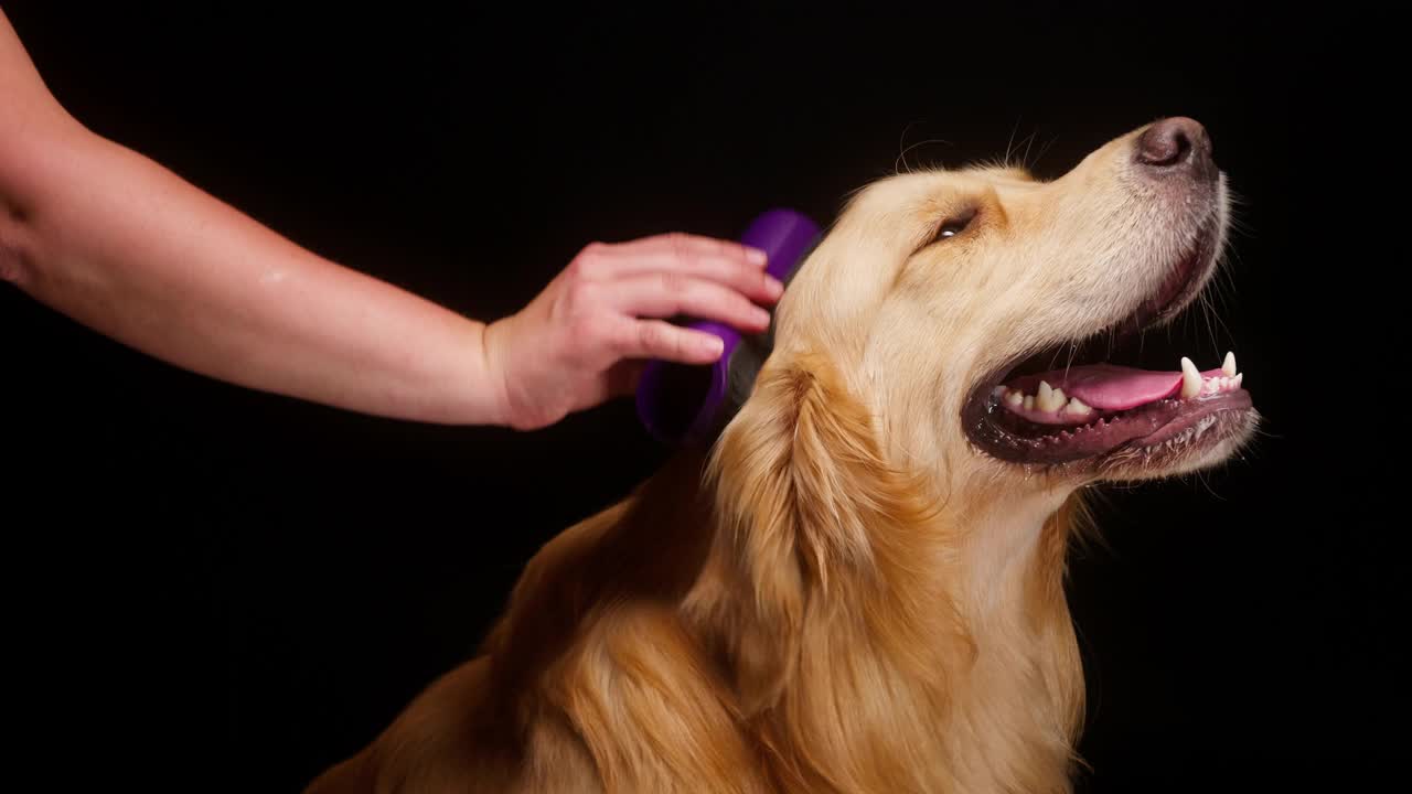 梳理黑色背景上的金毛寻回犬，抚摸着张开嘴的金色拉布拉多犬，坐得很近。在摄影棚拍摄家养宠物。动物保健概念视频素材