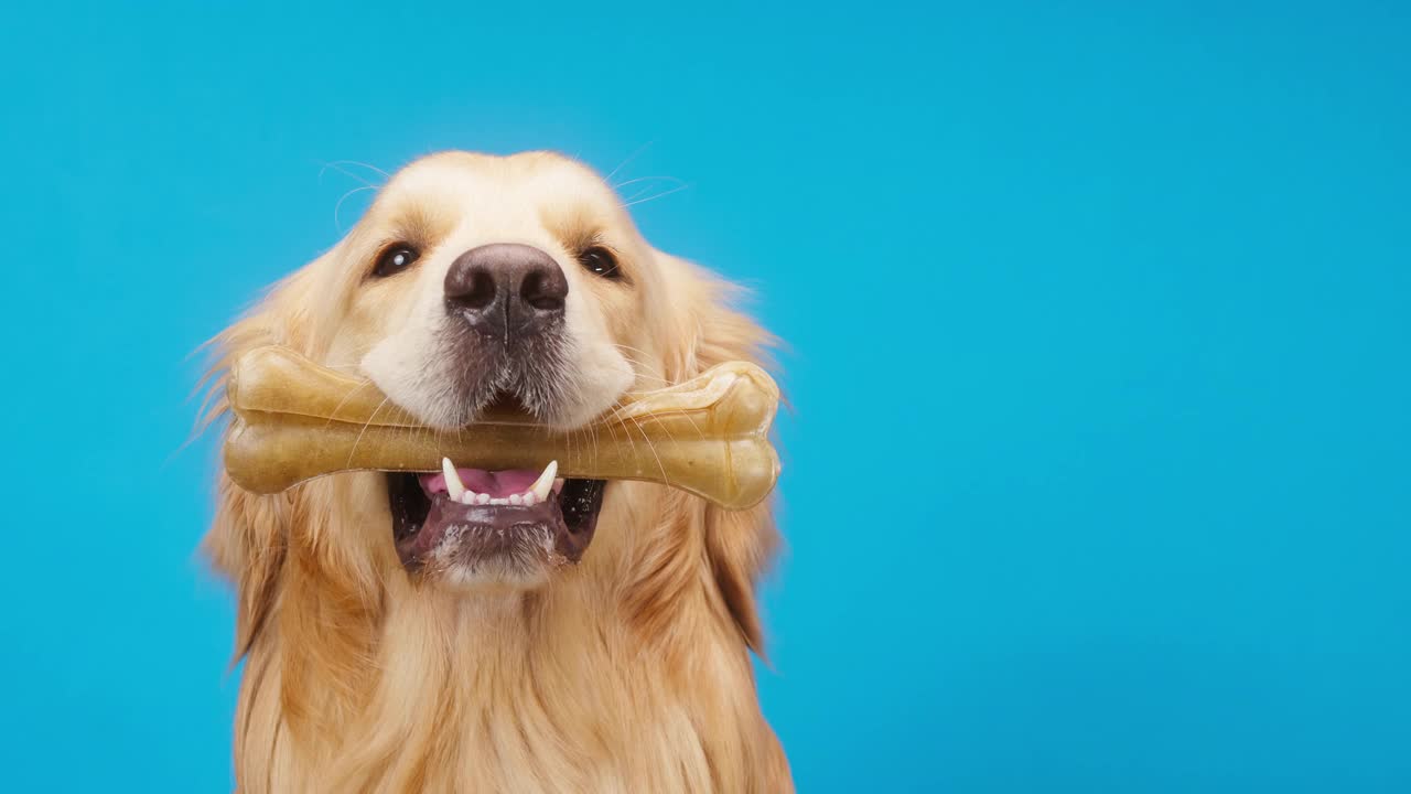 蓝色背景的金毛寻回犬，金色的拉布拉多犬嘴里叼着骨头，坐得很近。在工作室拍摄好玩的家养宠物和玩具。对待动物视频素材