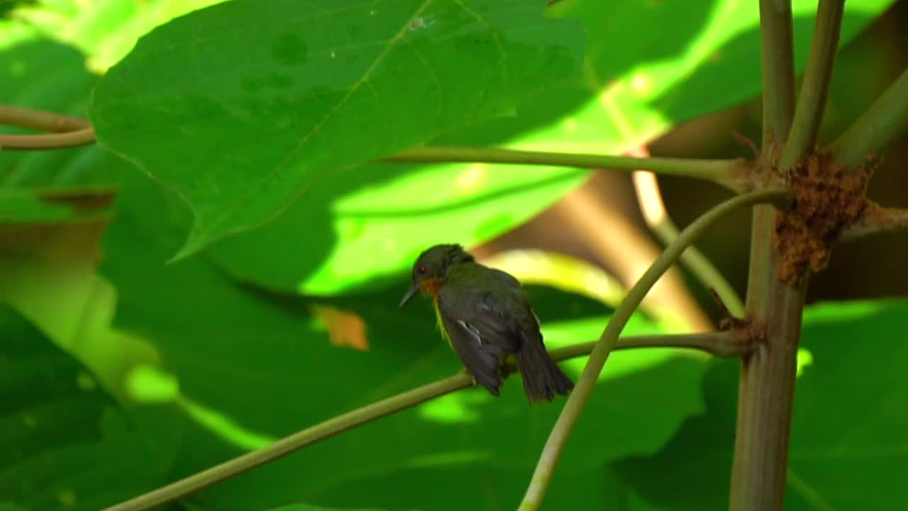 红宝石太阳鸟或查尔科帕里亚单体视频素材