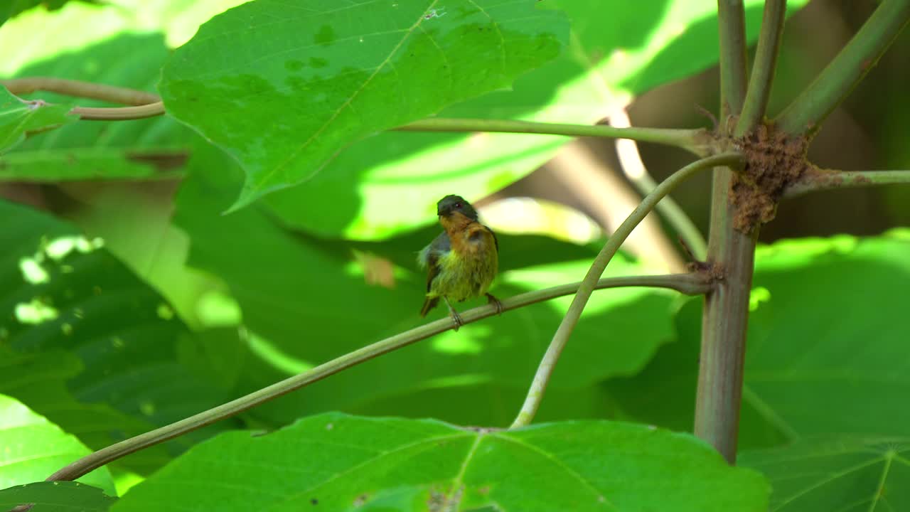 红宝石太阳鸟或查尔科帕里亚单体视频素材