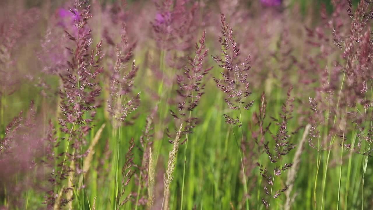 田野里的草丛中，圆锥花序随风摇曳视频素材