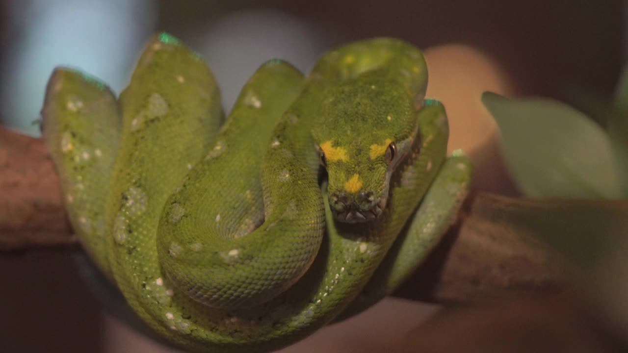 绿树蟒蛇(morrelia viridis)蜷缩在树枝上。视频下载