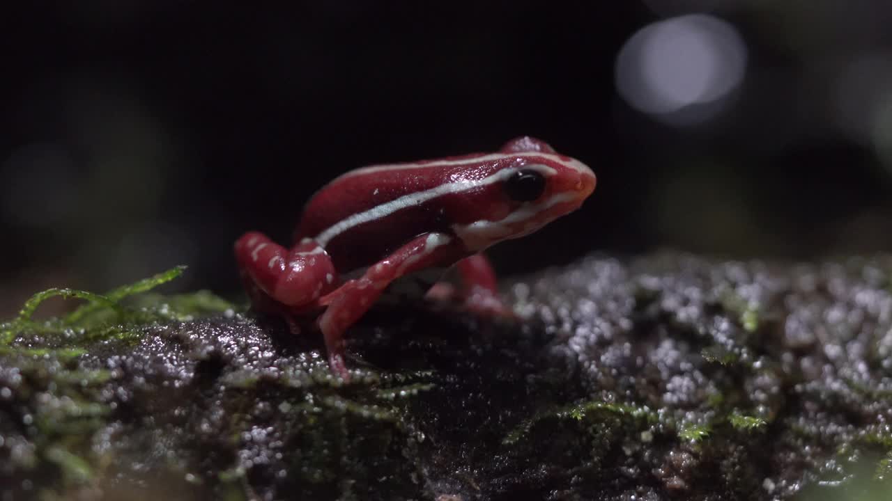 特写安东尼的毒箭蛙(Epipedobates anthonyi)。视频下载