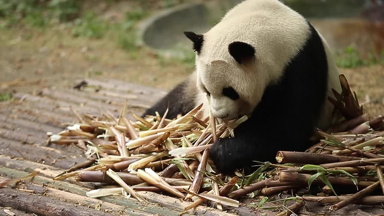 一只大熊猫正在吃竹子视频下载