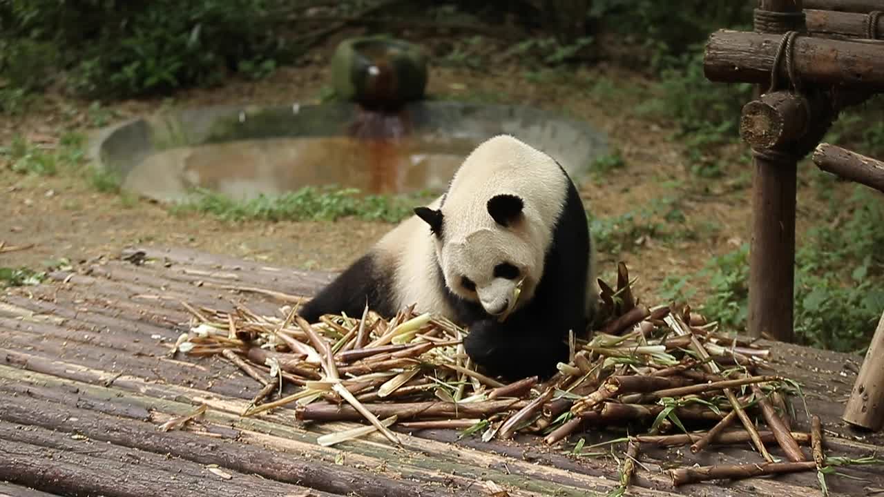 一只大熊猫正在吃竹子视频下载