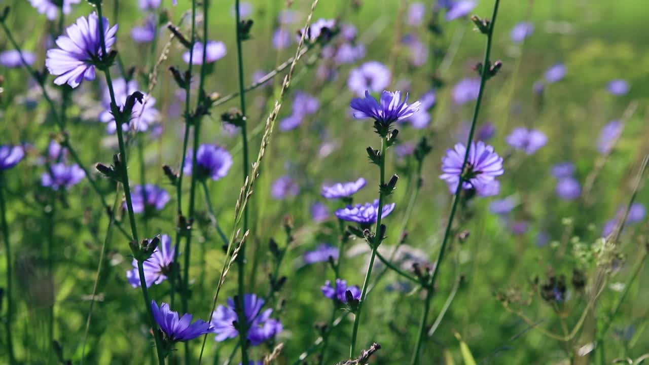 蓝紫色的菊苣花在绿色的草地在田野。药用植物的开花视频素材