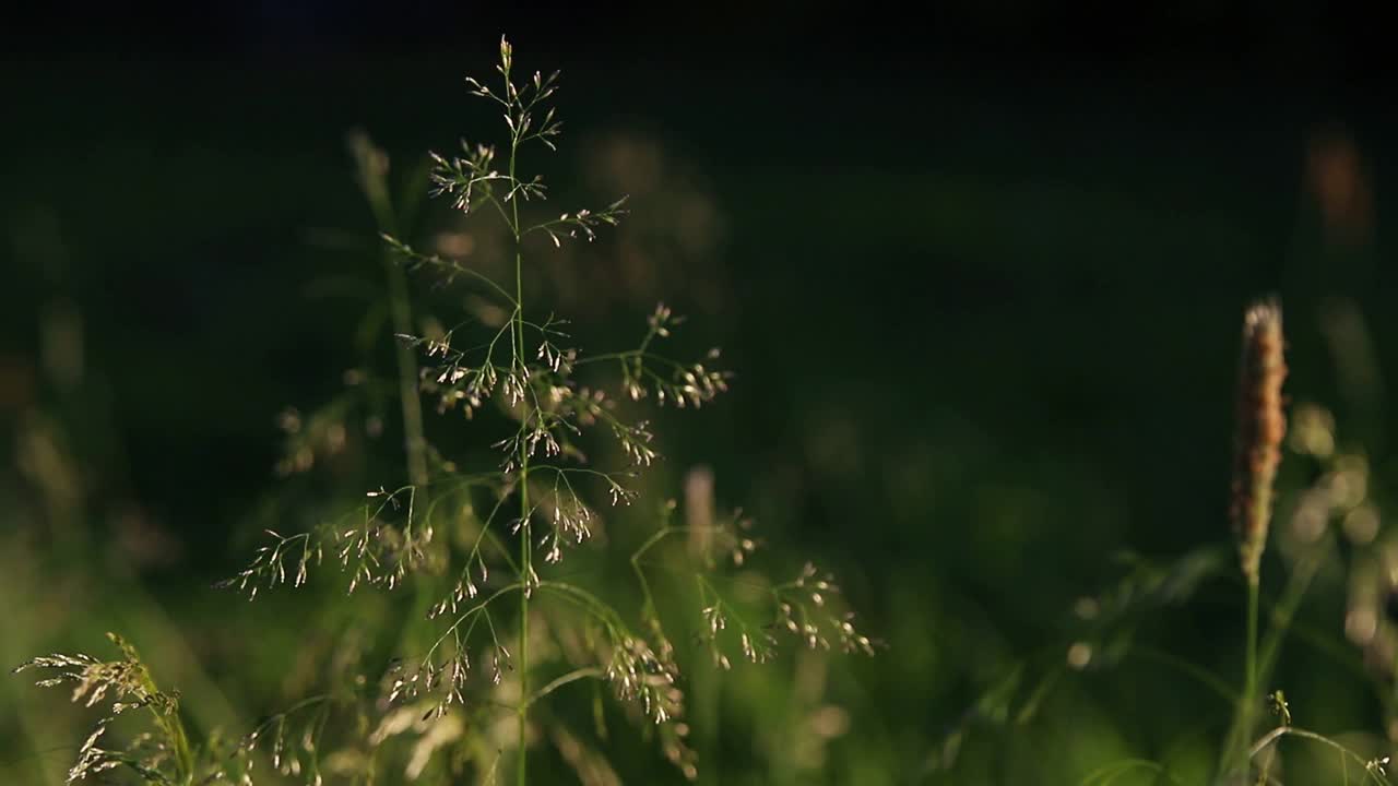 在金色的夕阳下，在田野的绿草中，薄薄的美丽的圆锥花序。阳光照射在植物上视频素材