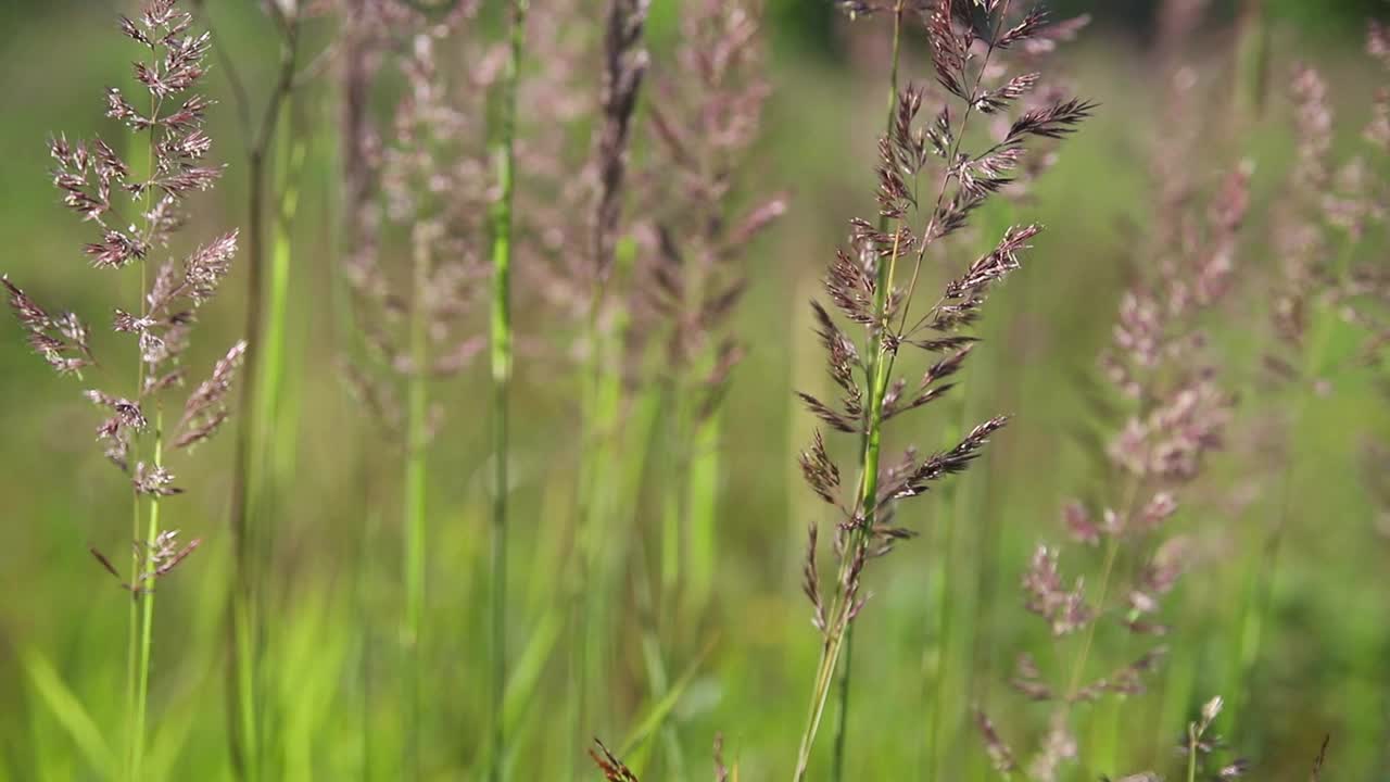 在金色的夕阳下，在田野的绿草中，薄薄的美丽的圆锥花序。阳光照射在植物上视频素材