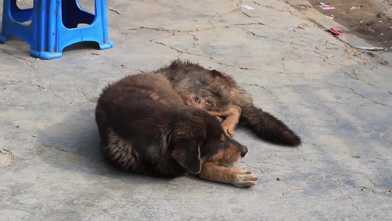 尼泊尔加德满都，狗在地上睡觉。视频素材