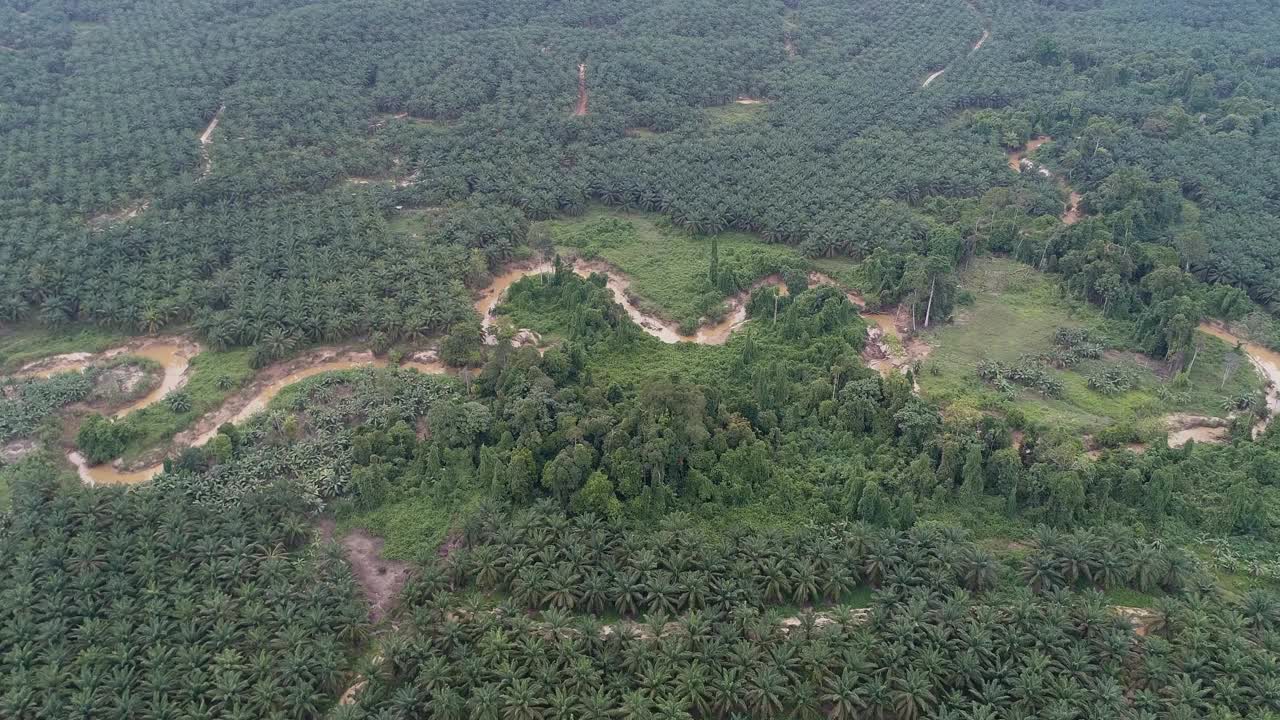 油棕种植区鸟瞰图，部分河岸保护区为河流游船保护区和森林保护区视频下载