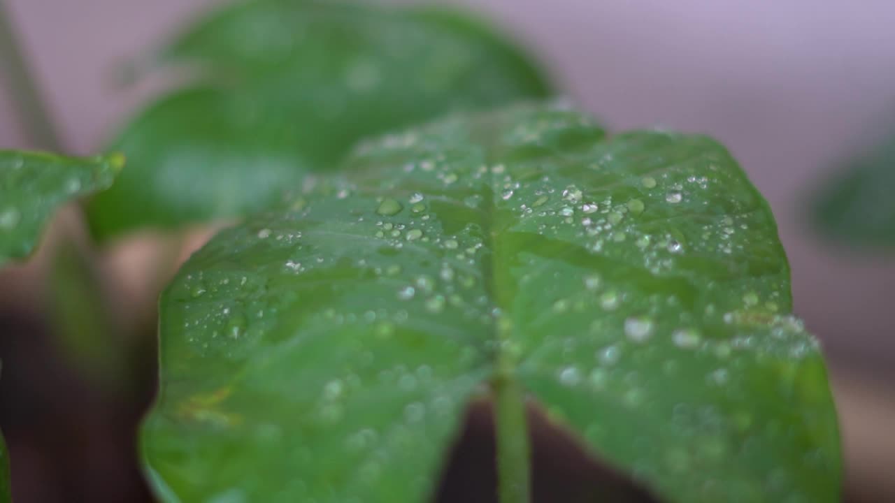 在季风季节，雨滴落在树叶上的特写镜头视频素材