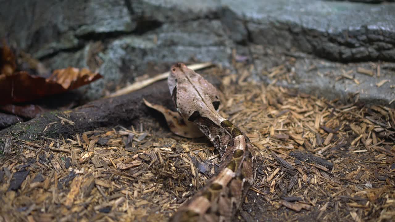 加蓬蝰蛇(Bitis gabonica rhinoceros)是西非特有的一种毒蛇亚种。它与指定的亚种是不同的视频下载