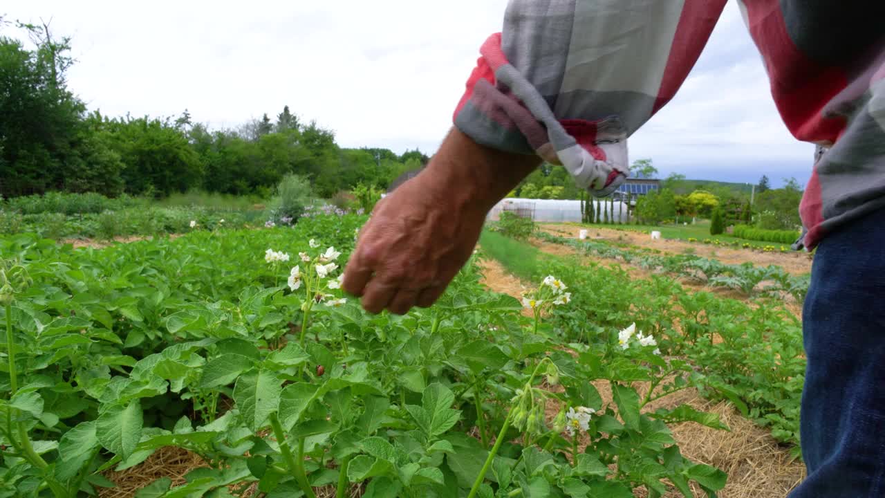 检查蔬菜园视频素材