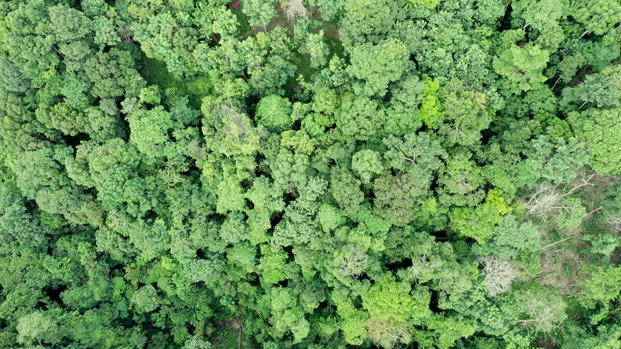 4K无人机俯视图的森林在夏季日出。无人机飞过云杉针叶树顶，拍摄自然背景镜头视频素材