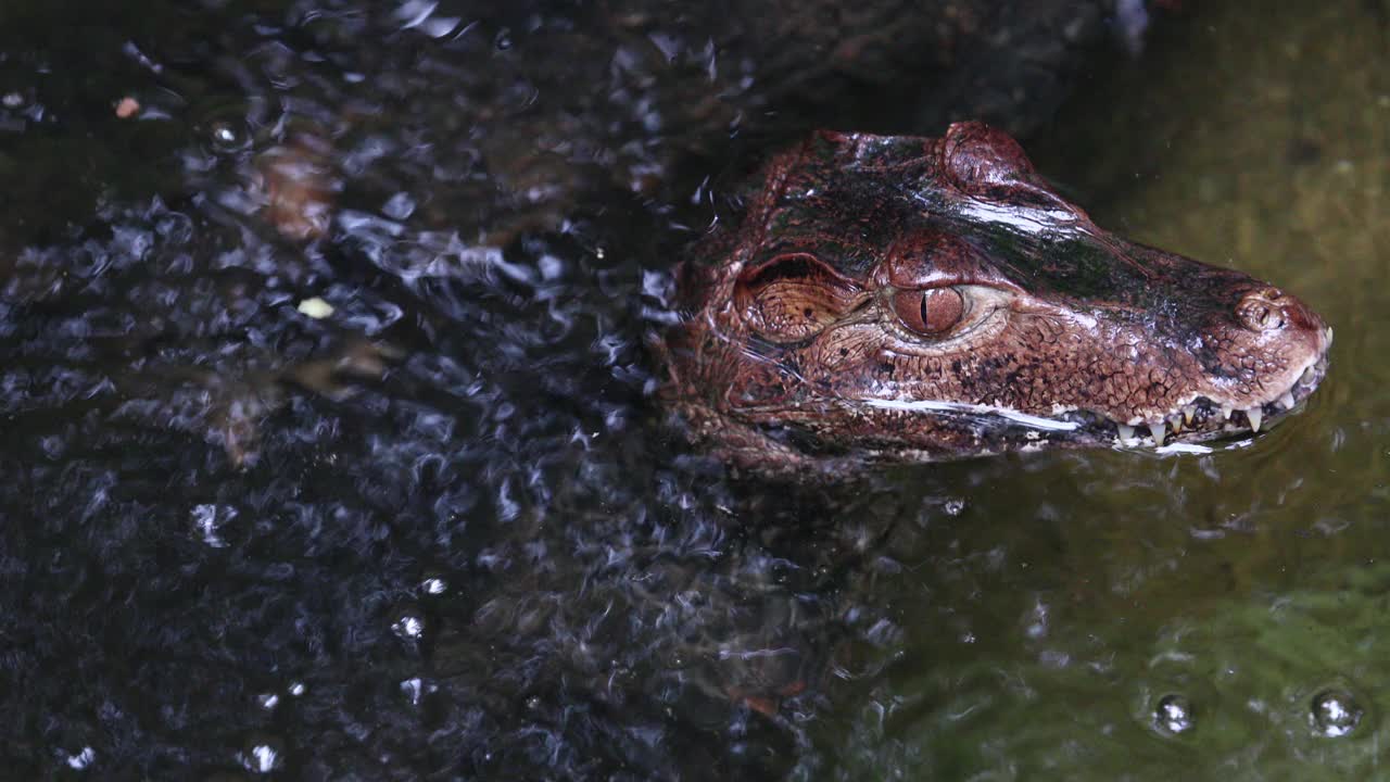 特写鳄鱼凯门鳄(消歧)在水中。视频下载