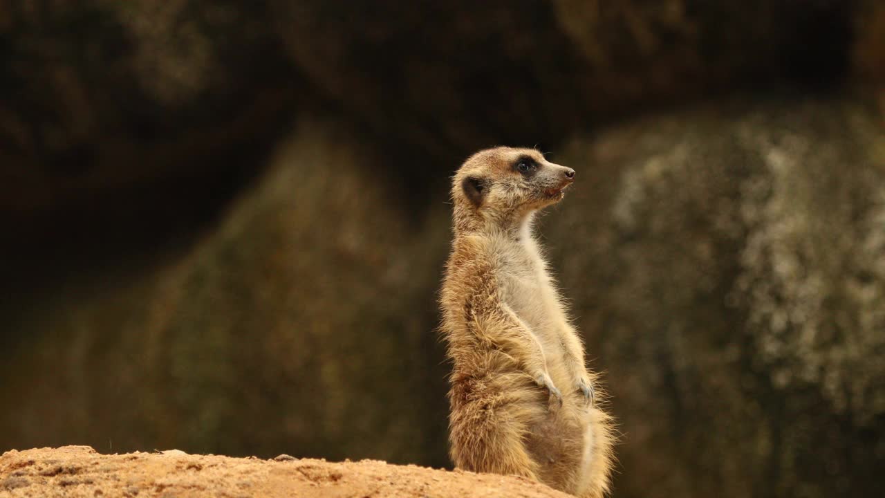 猫鼬(Suricata suricatta)站立画像。视频下载