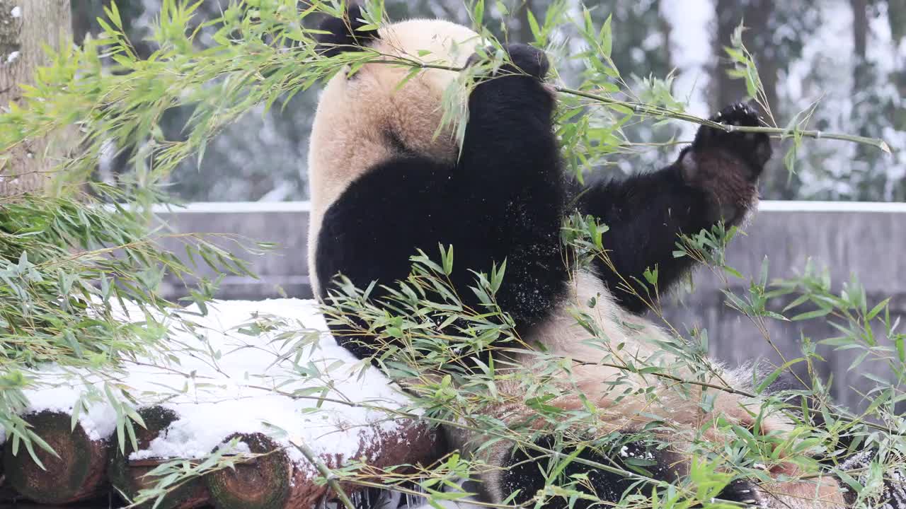 一只大熊猫在冬天吃竹子周围下雪。视频下载