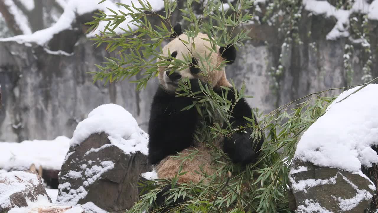 一只大熊猫在冬天吃竹子周围下雪。视频下载