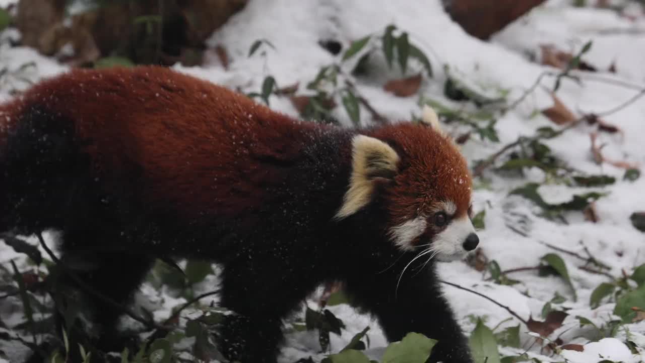 跟随小熊猫(Ailurus fulgens)在冬天的雪地里散步。视频下载