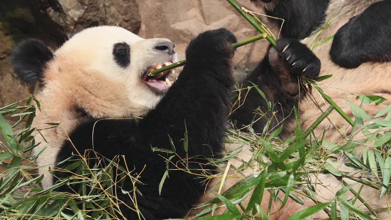 一只正在吃竹子的大熊猫。视频下载