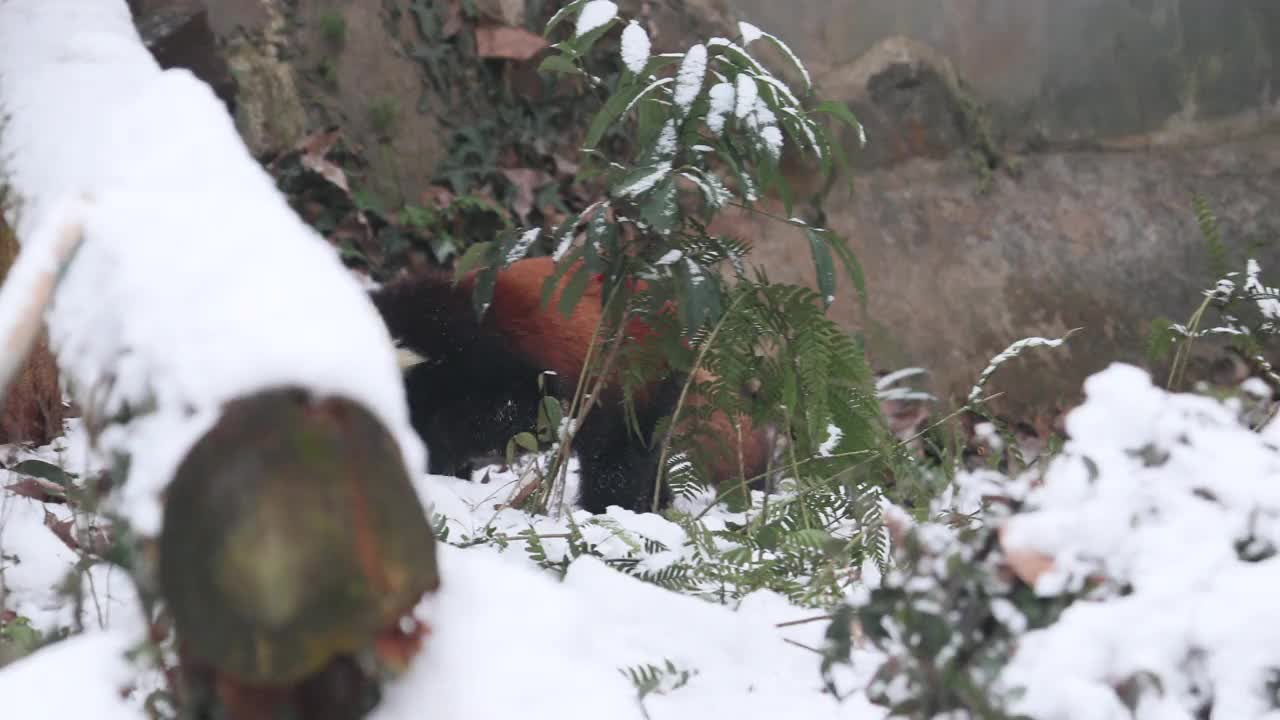 跟随小熊猫(Ailurus fulgens)在冬天的雪地里散步。视频下载