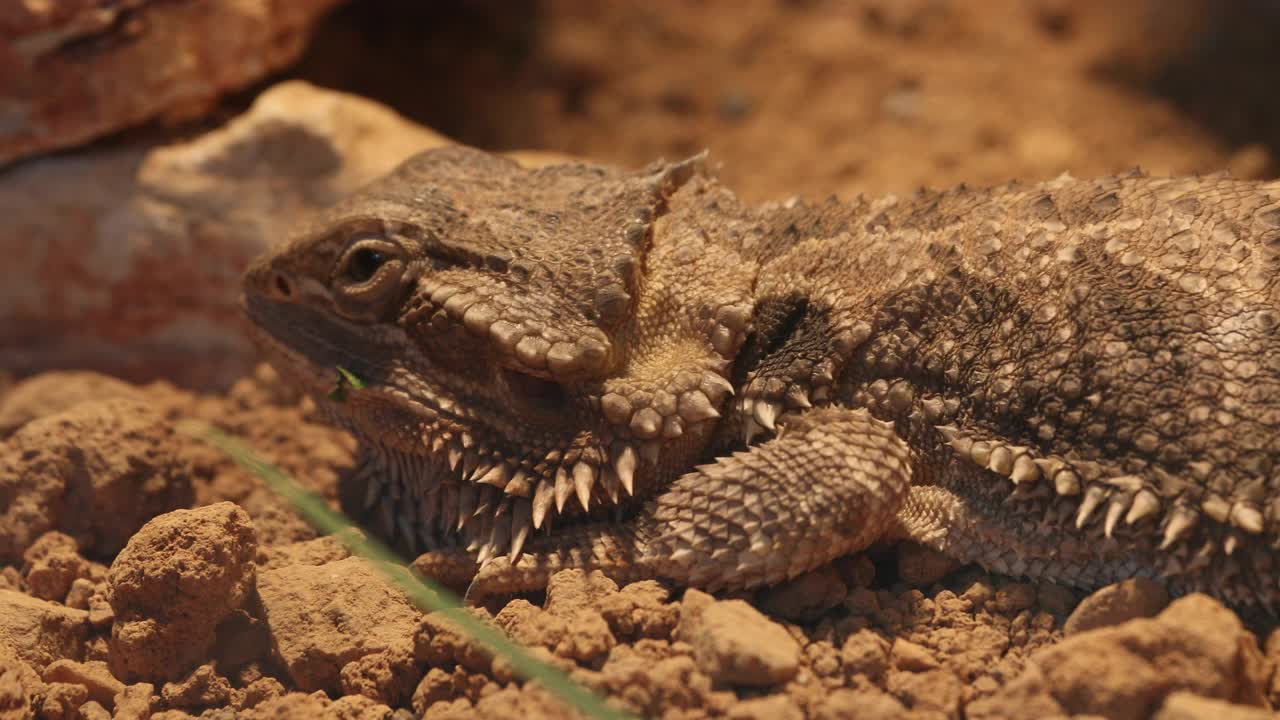 近角蜥蜴(Phrynosoma)放松。视频下载