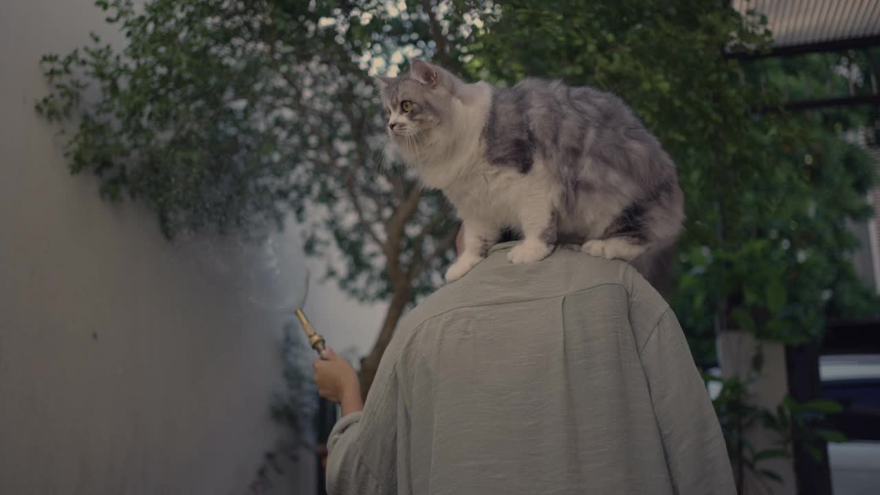 肩上有只猫的女人正在给植物浇水视频素材