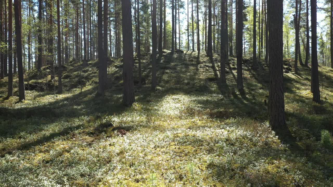 美丽的风景与日出的太阳在阳光充足的针叶林。阳光透过树林在树林里，镜头在松林中慢镜头视频素材