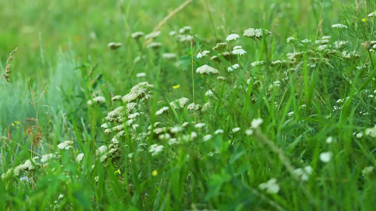 夏天的绿色草地在日落。视频素材