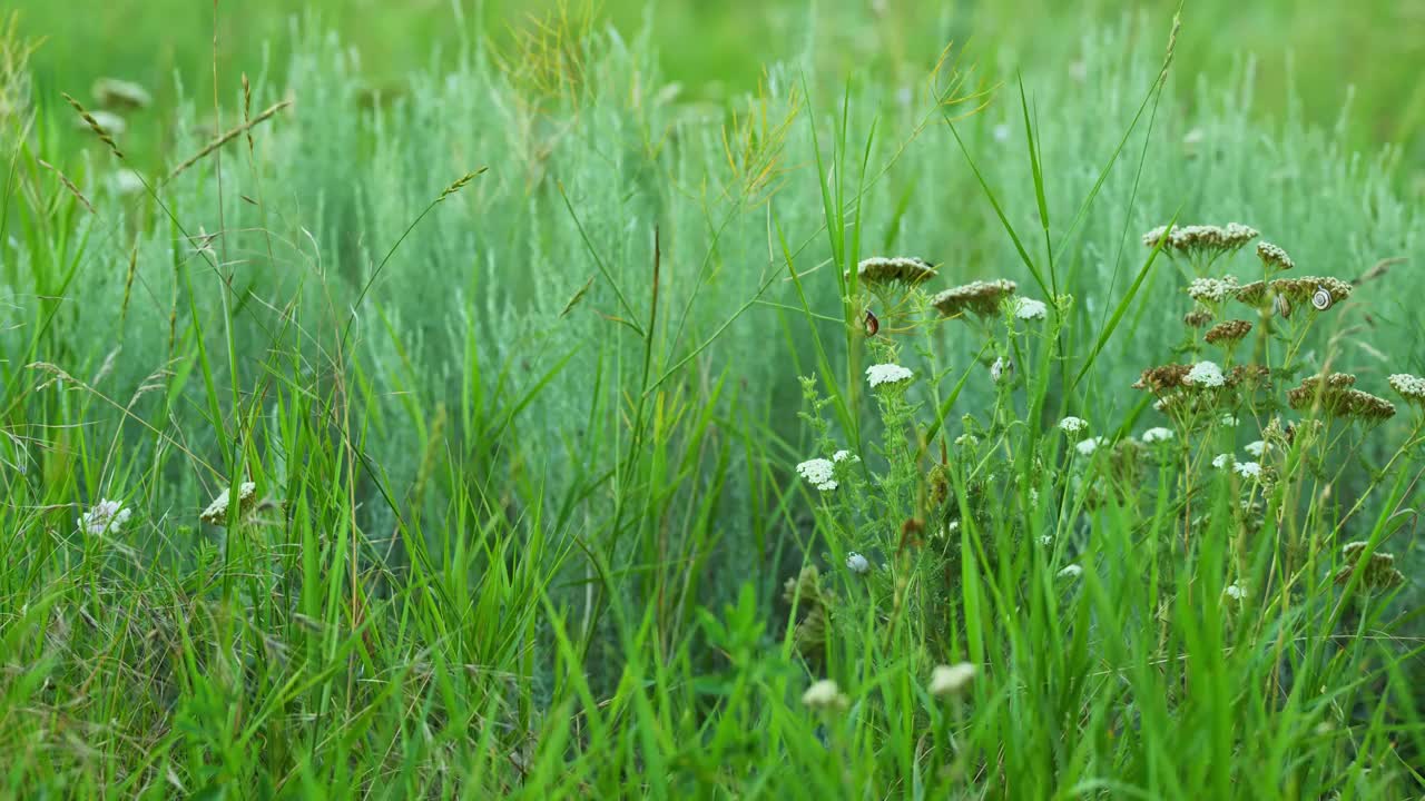 夏天的绿色草地在日落。视频素材