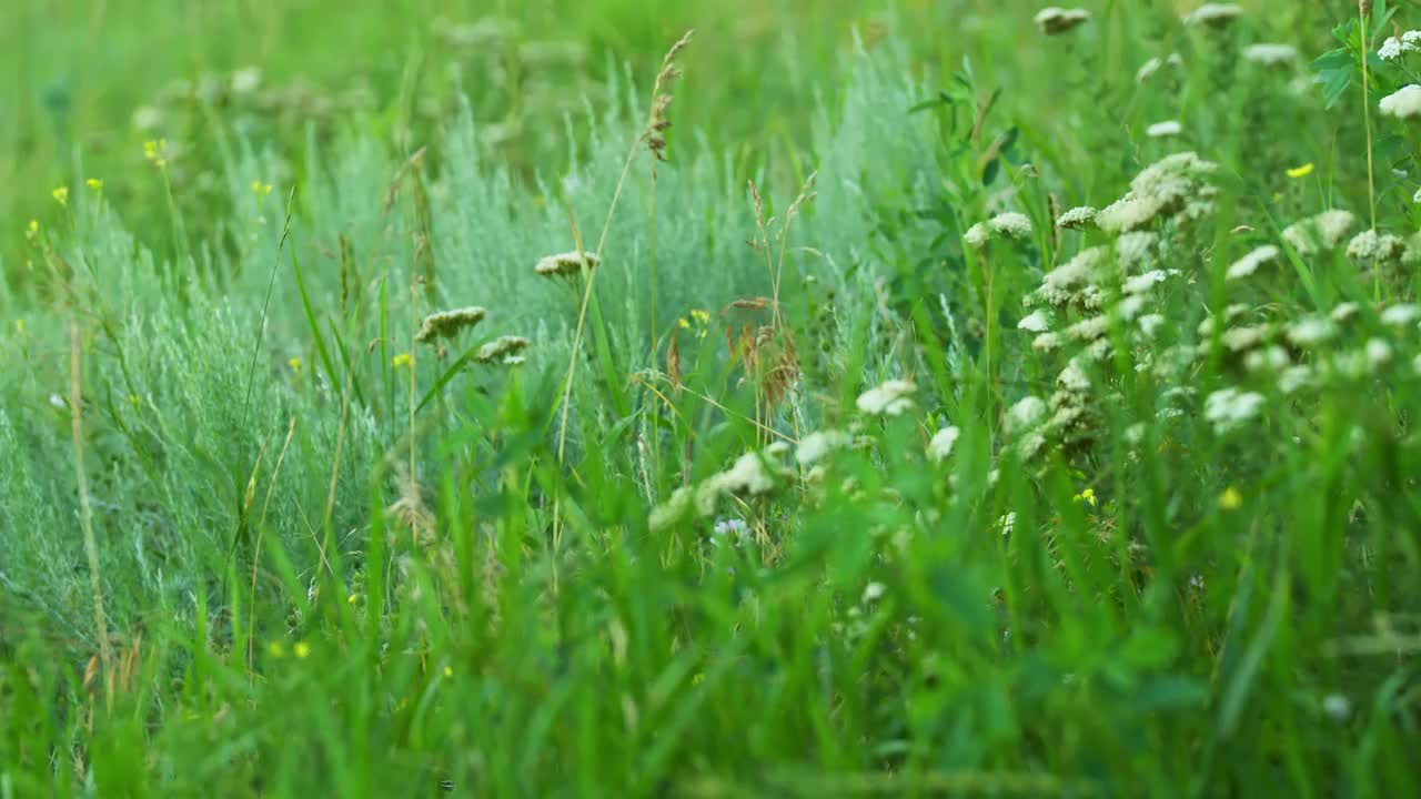 夏天的绿色草地在日落。视频素材