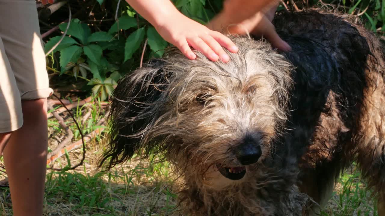 夏天的后院，男人用梳子给狗洗澡。宠物洗澡时防跳蚤和虱子。手梳湿长毛的户外动物。爱心支持、关爱小狗领养理念。波兰低地厚毛牧羊犬视频素材