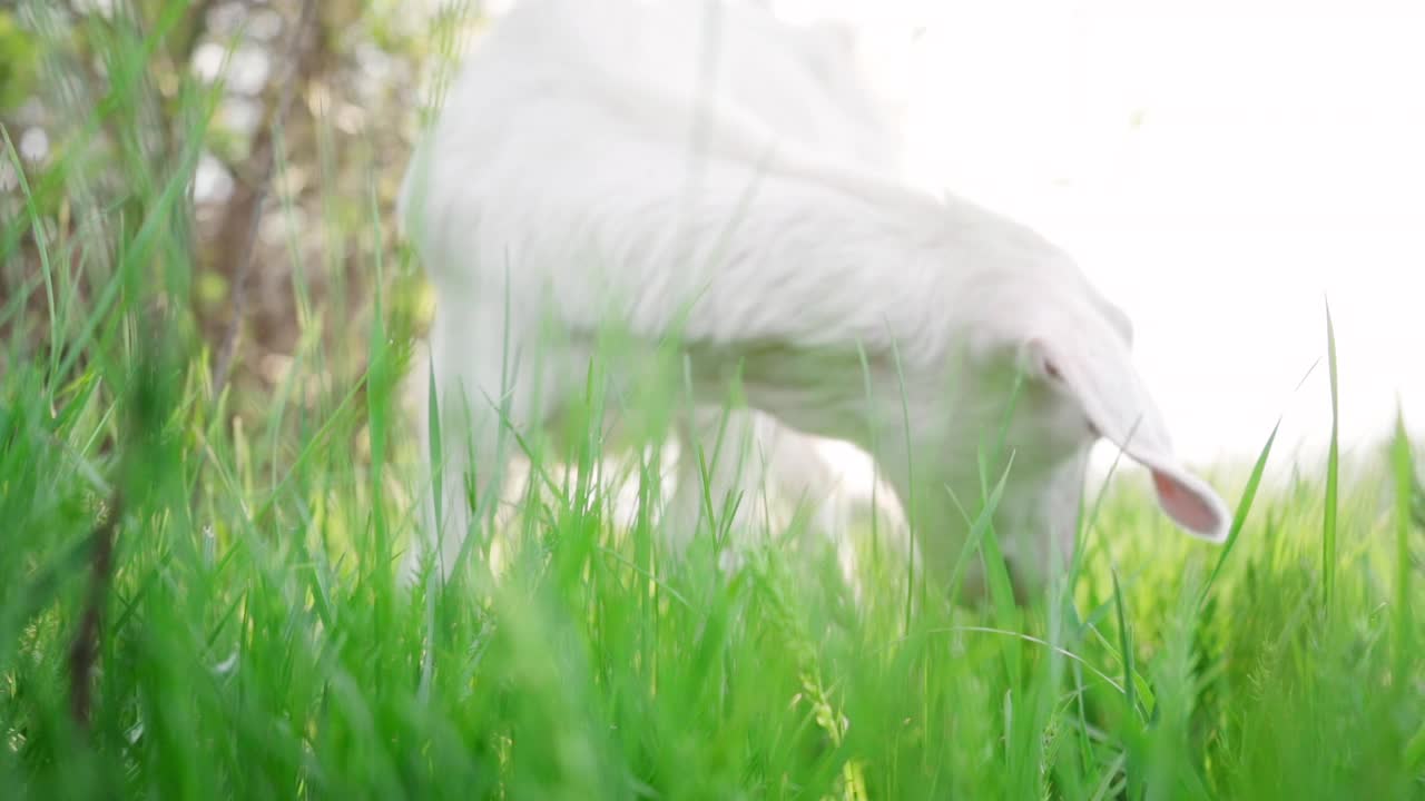 小白羊在草地上吃绿草的特写，慢镜头视频素材