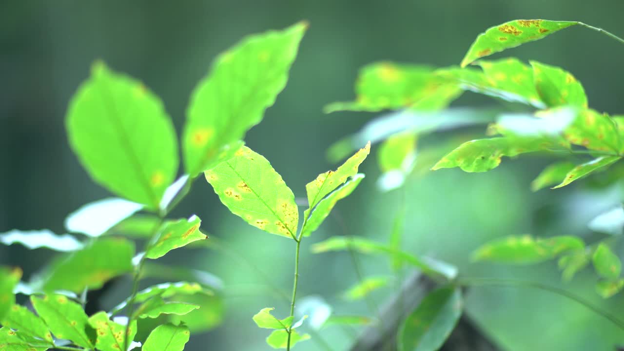 绿叶，腊梅，夏天视频素材