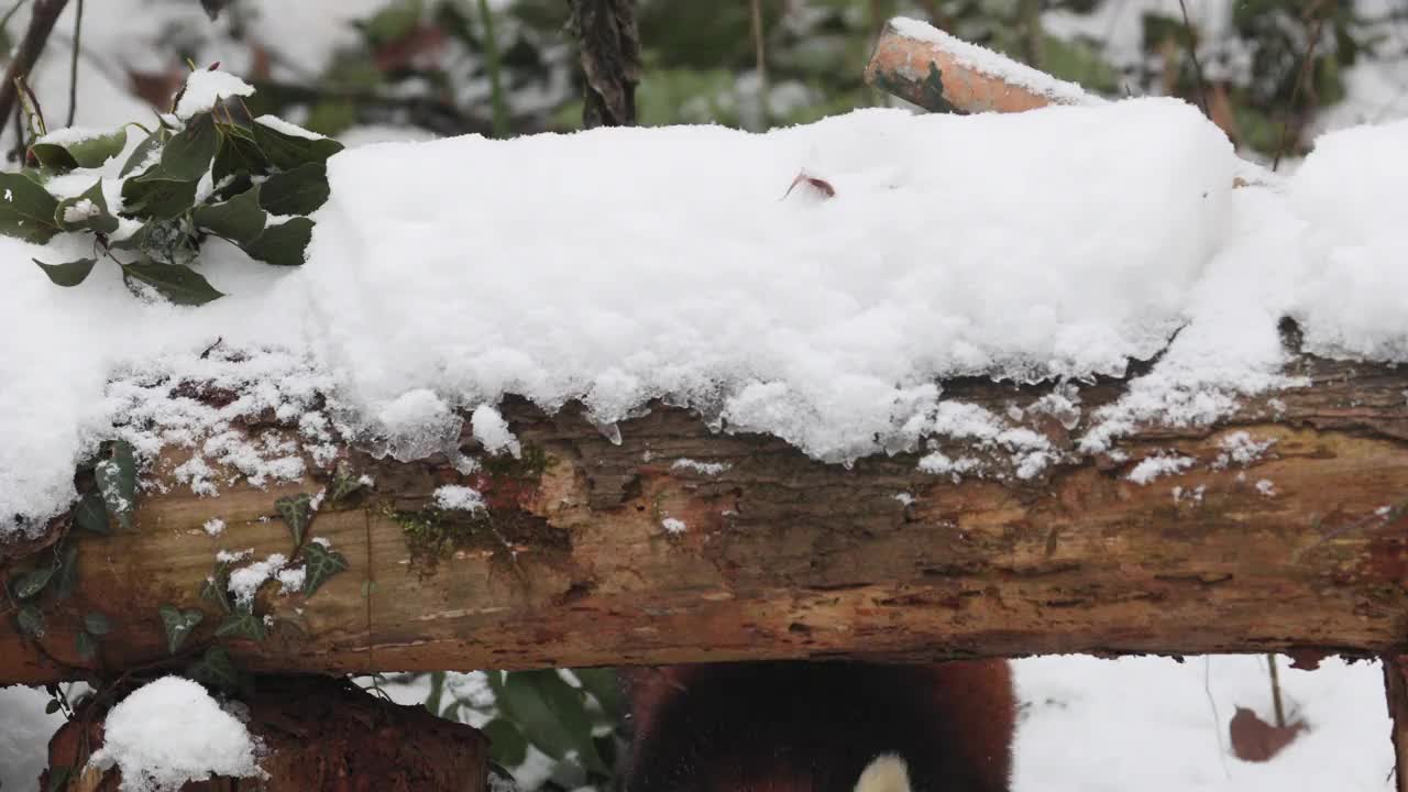 跟随小熊猫(Ailurus fulgens)在冬天的雪地里散步。视频下载