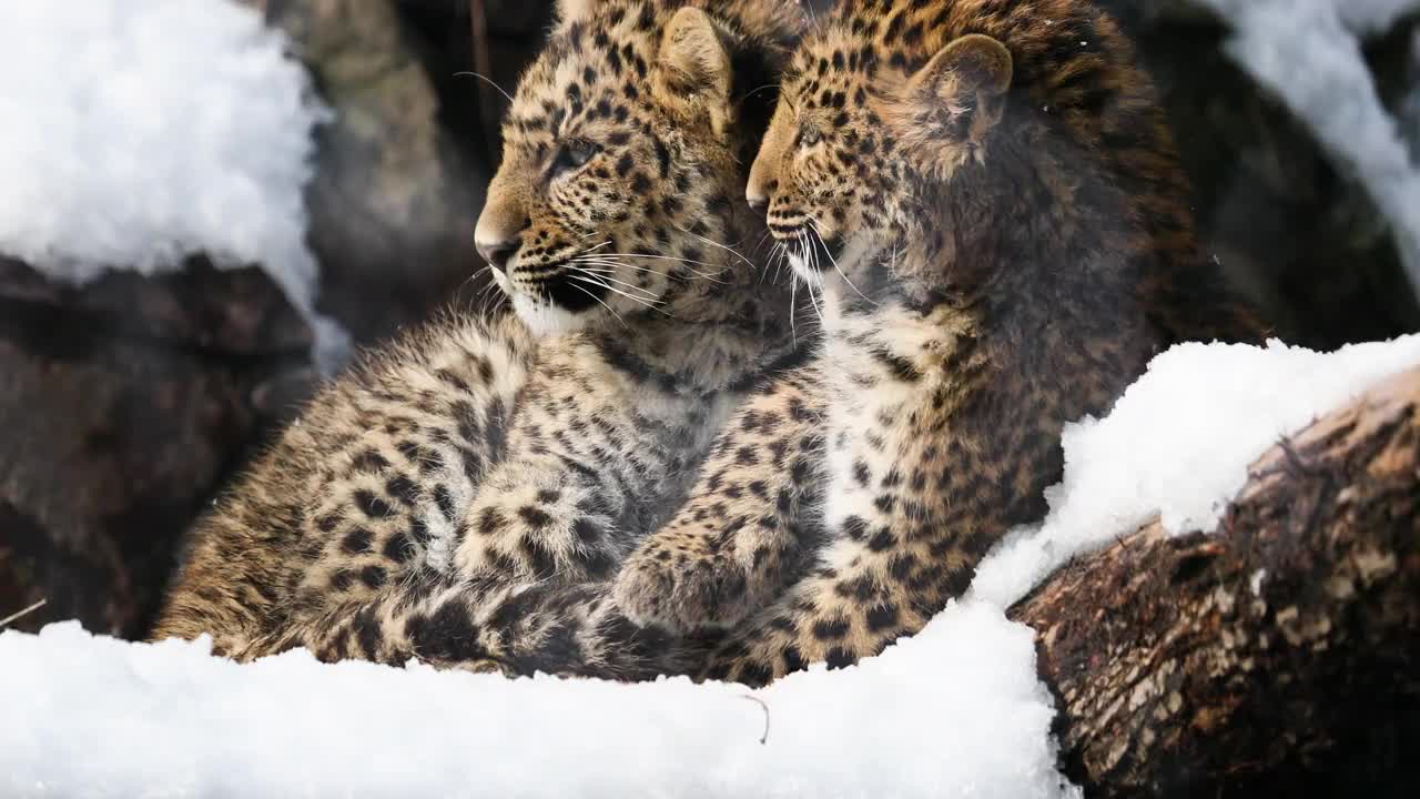 两只小豹(Panthera pardus)舔着皮毛在一起玩耍。视频下载