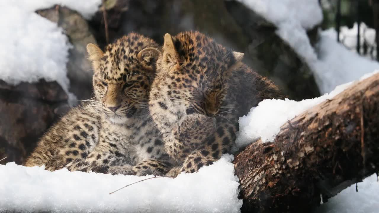 两只小豹(Panthera pardus)舔着皮毛在一起玩耍。视频下载