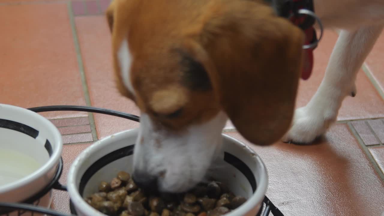 室内的小猎犬从碗里吃罐装食物。狗粮的概念。比格尔犬在吃陶瓷狗碗里的食物。特写镜头视频素材