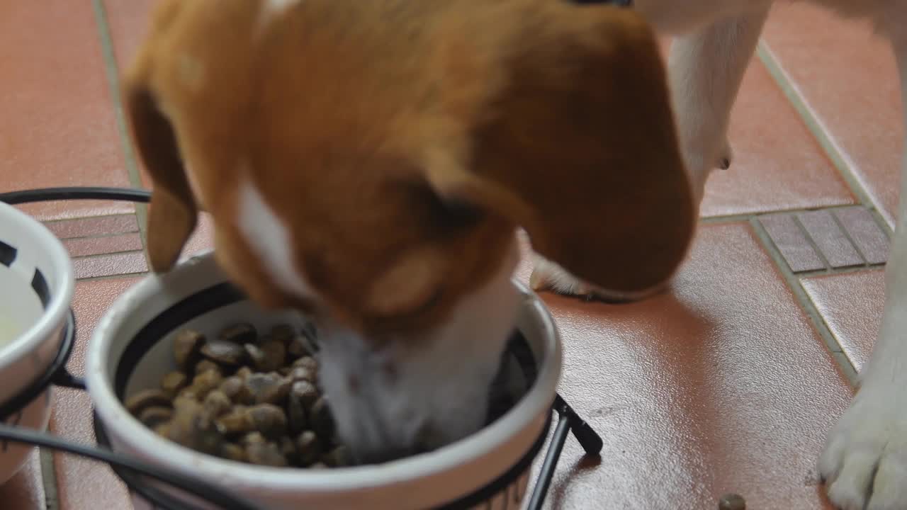 4K特写，可爱的小比格犬美味地吃着狗碗里的狗粮。比格犬在厨房里吃着碗里的干粮视频素材