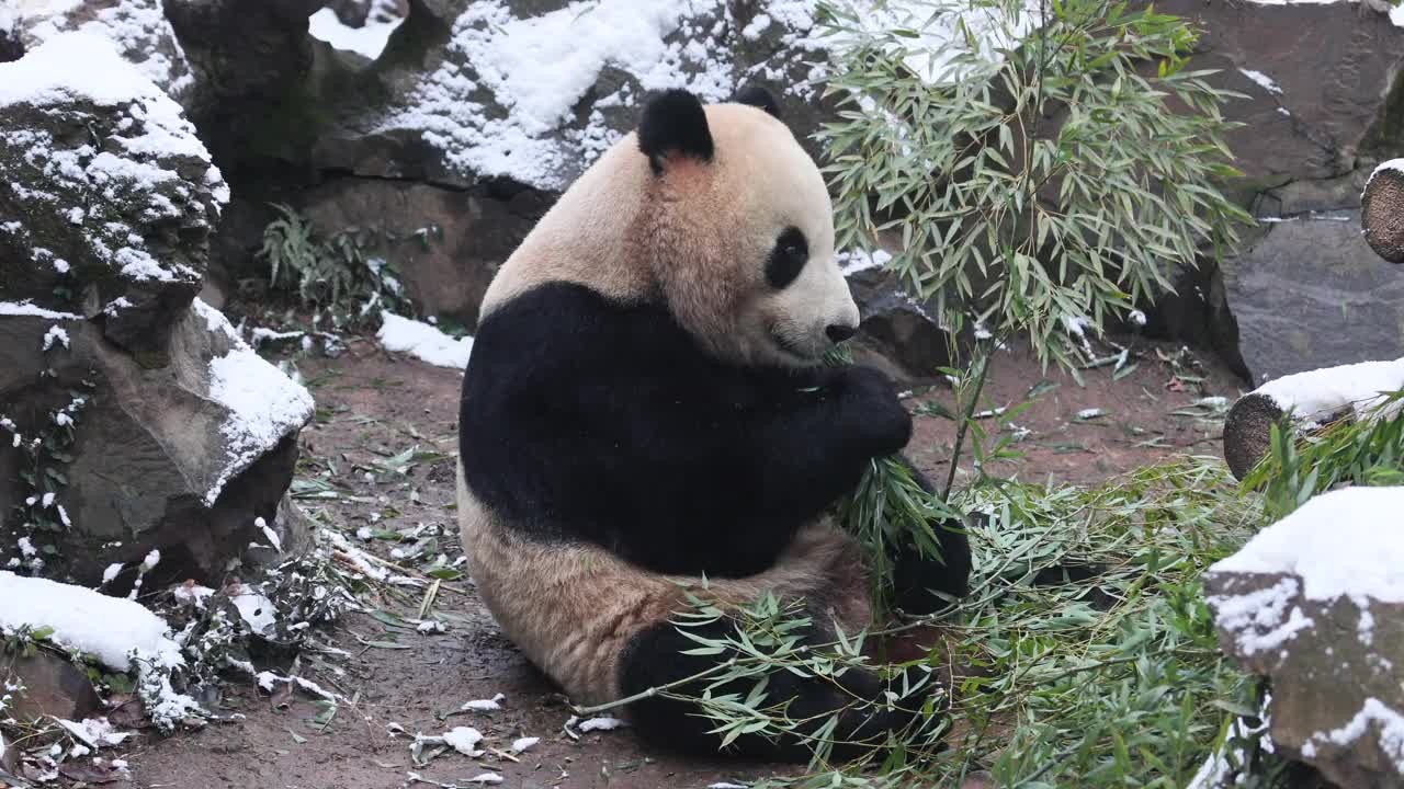 一只大熊猫在冬天吃竹子周围下雪。视频素材