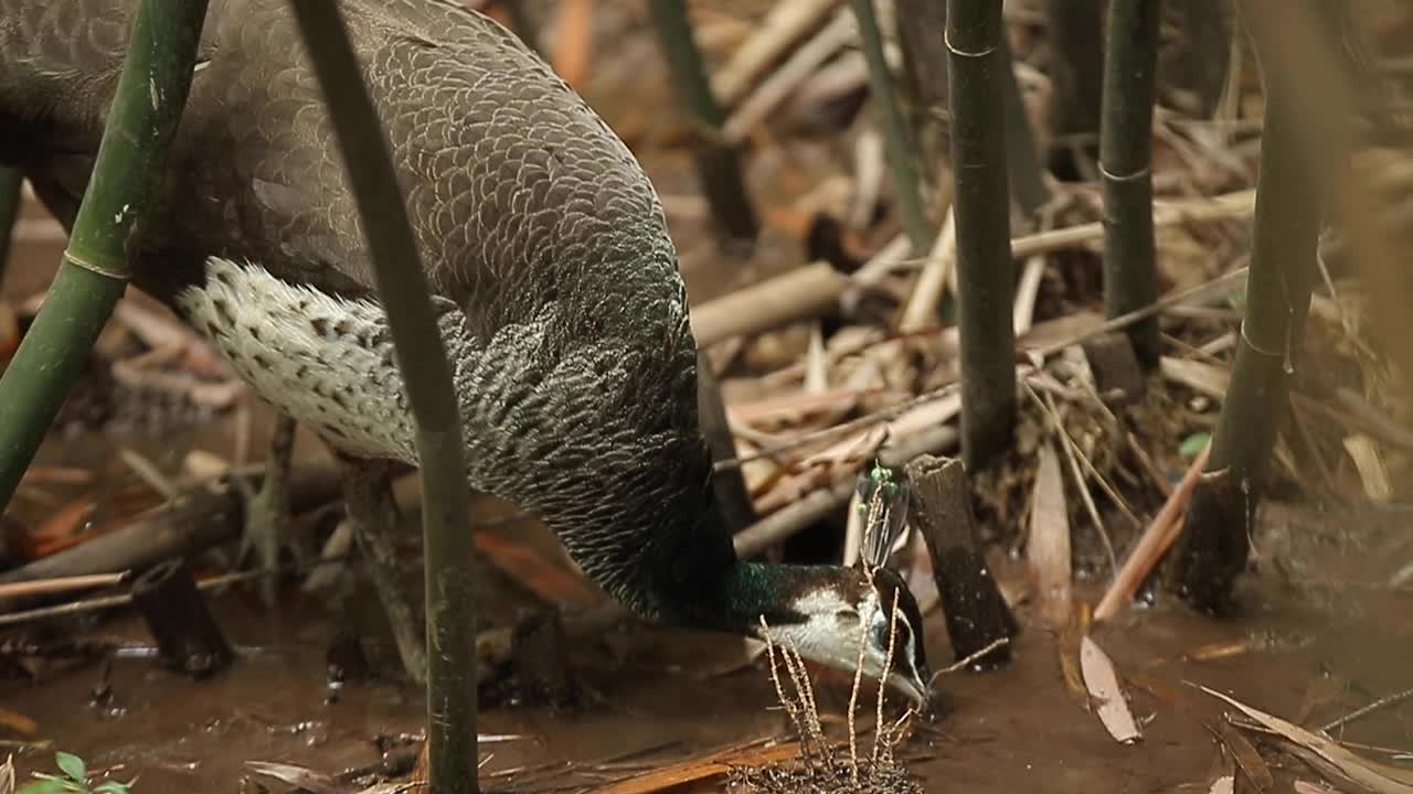 寻找食物的普通孔雀或印度孔雀(Pavo cristatus)。视频素材