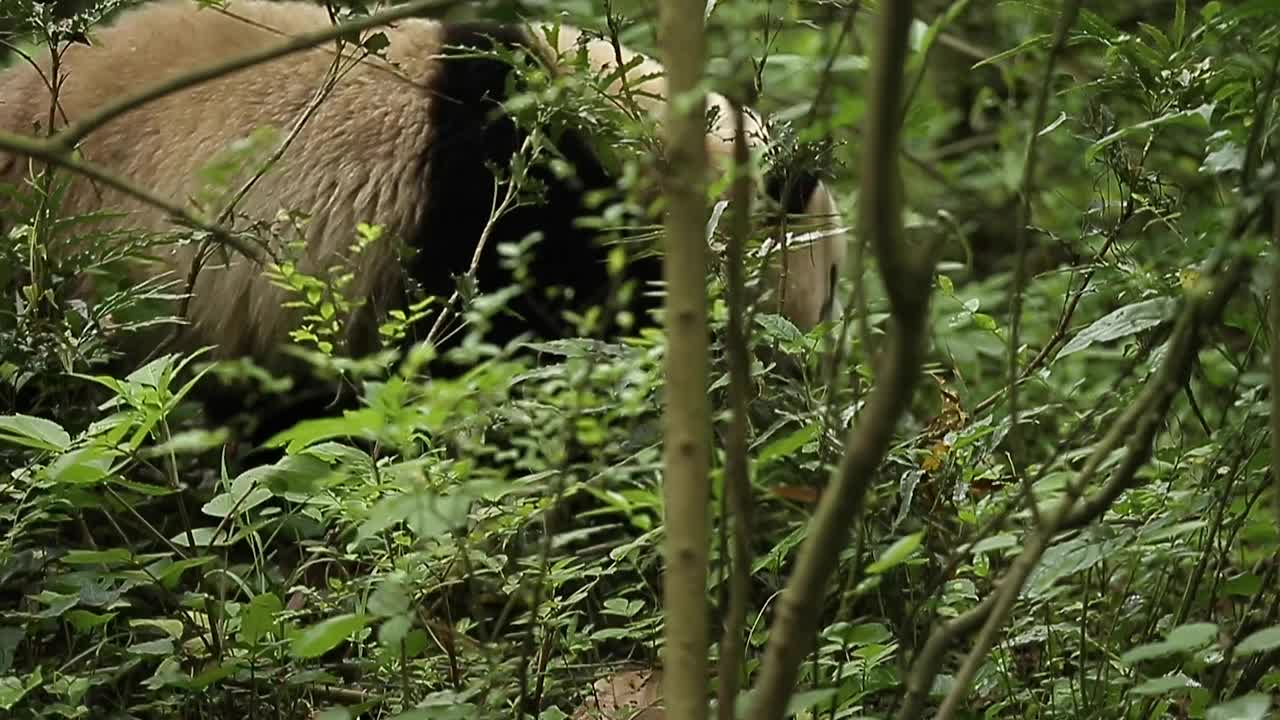 一只寻找食物的大熊猫。视频下载