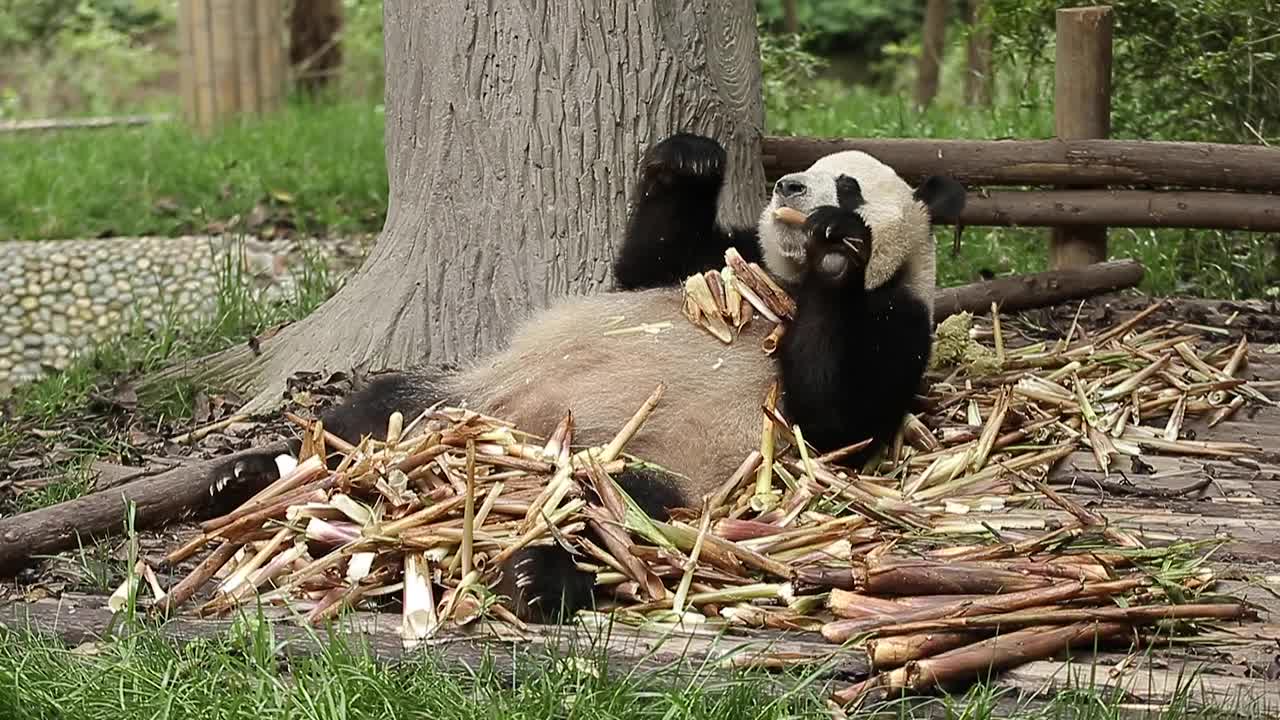 一只大熊猫正在吃竹子视频下载