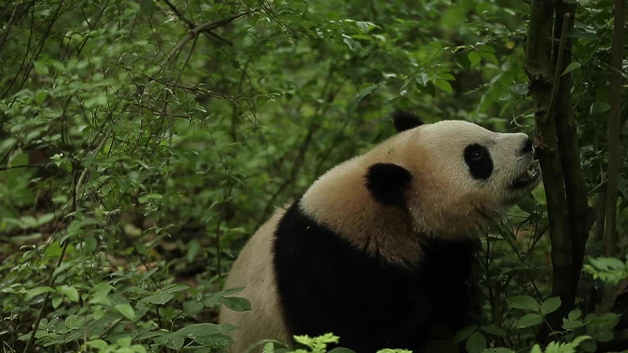 一只寻找食物的大熊猫。视频下载