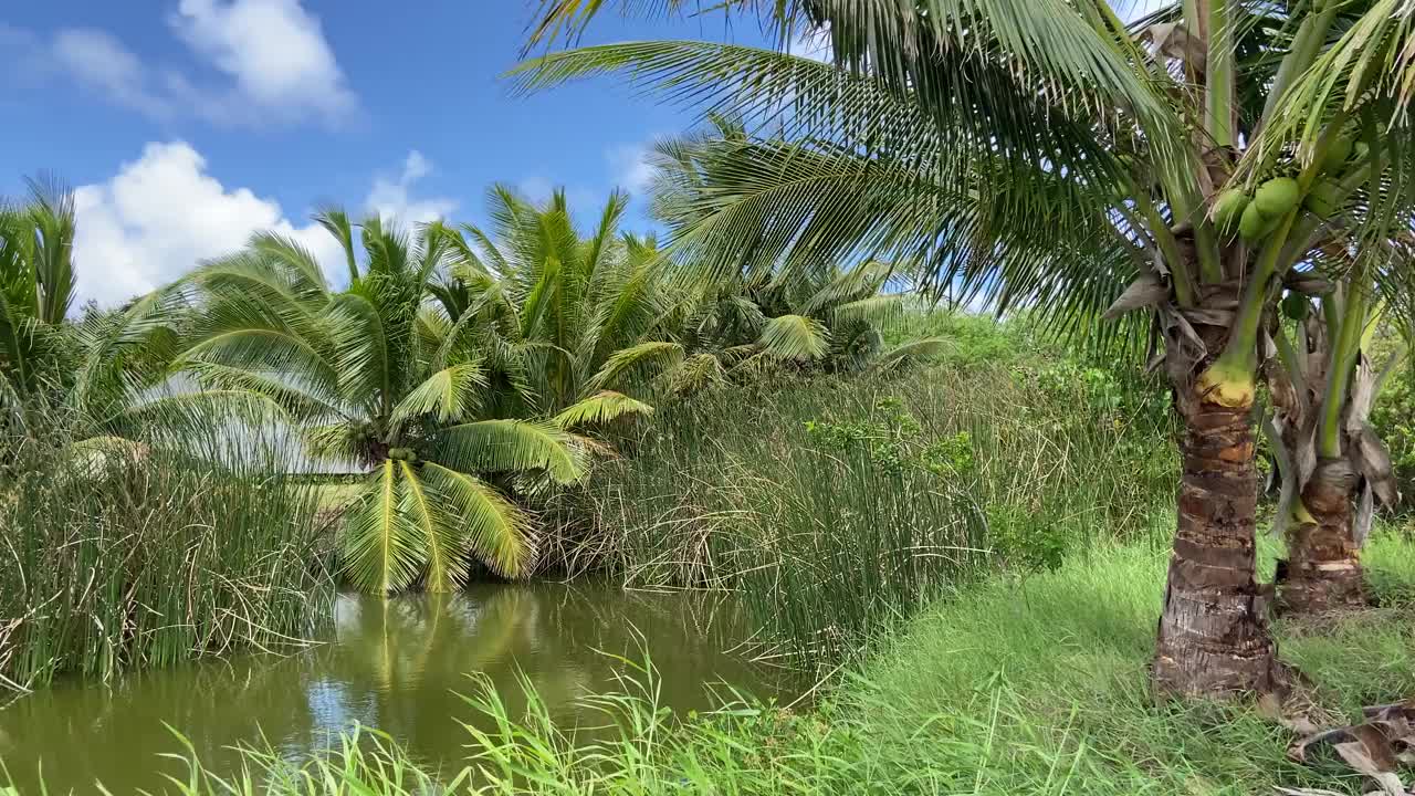 夏威夷被椰子树环绕的秘密池塘视频素材