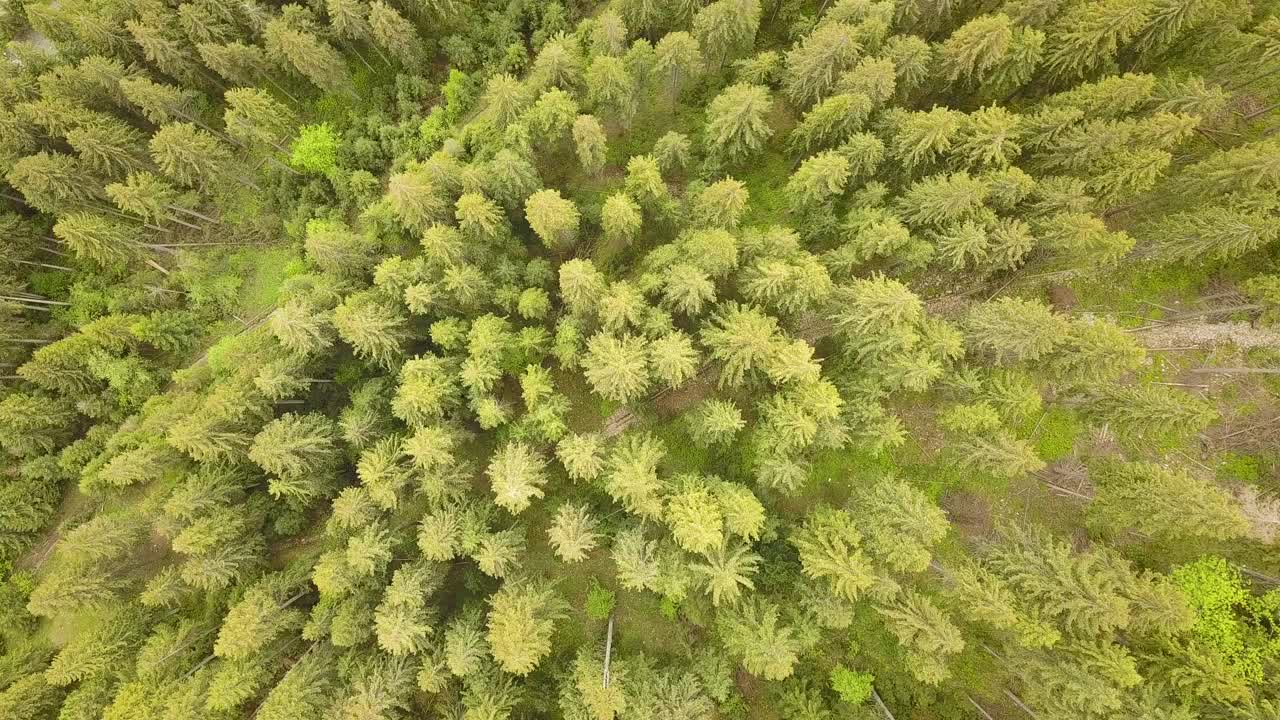 鸟瞰图的绿色松林与云杉树冠在夏季山脉。视频素材