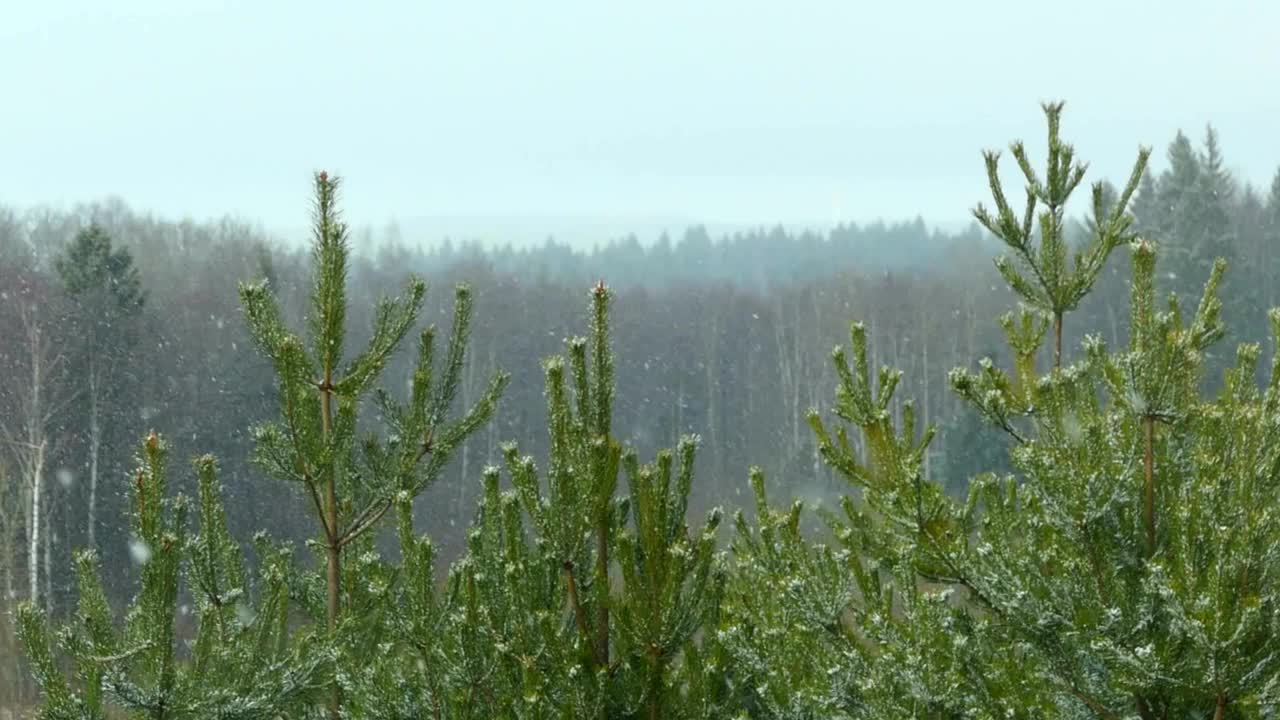 冬季景色在田野里有三棵白雪皑皑的松树，雪景秀丽，天气晴朗。视频明信片视频素材