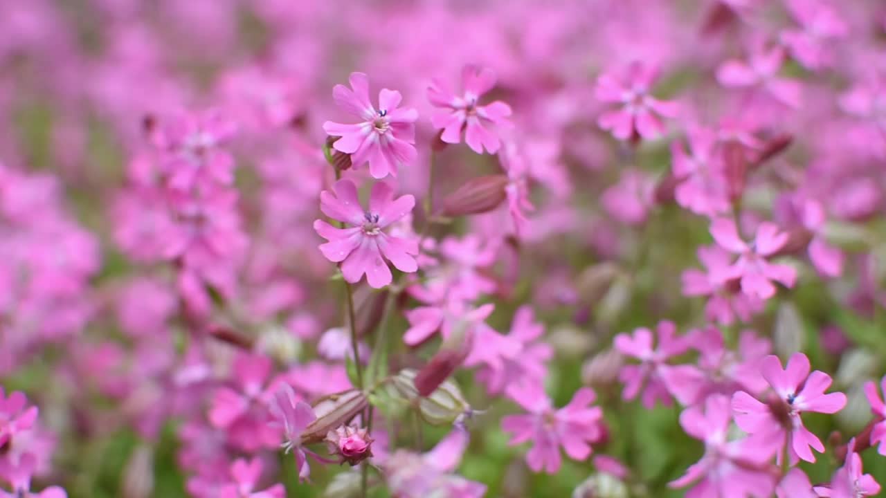 Silene dioica或Melandrium rubrum特写。视频素材