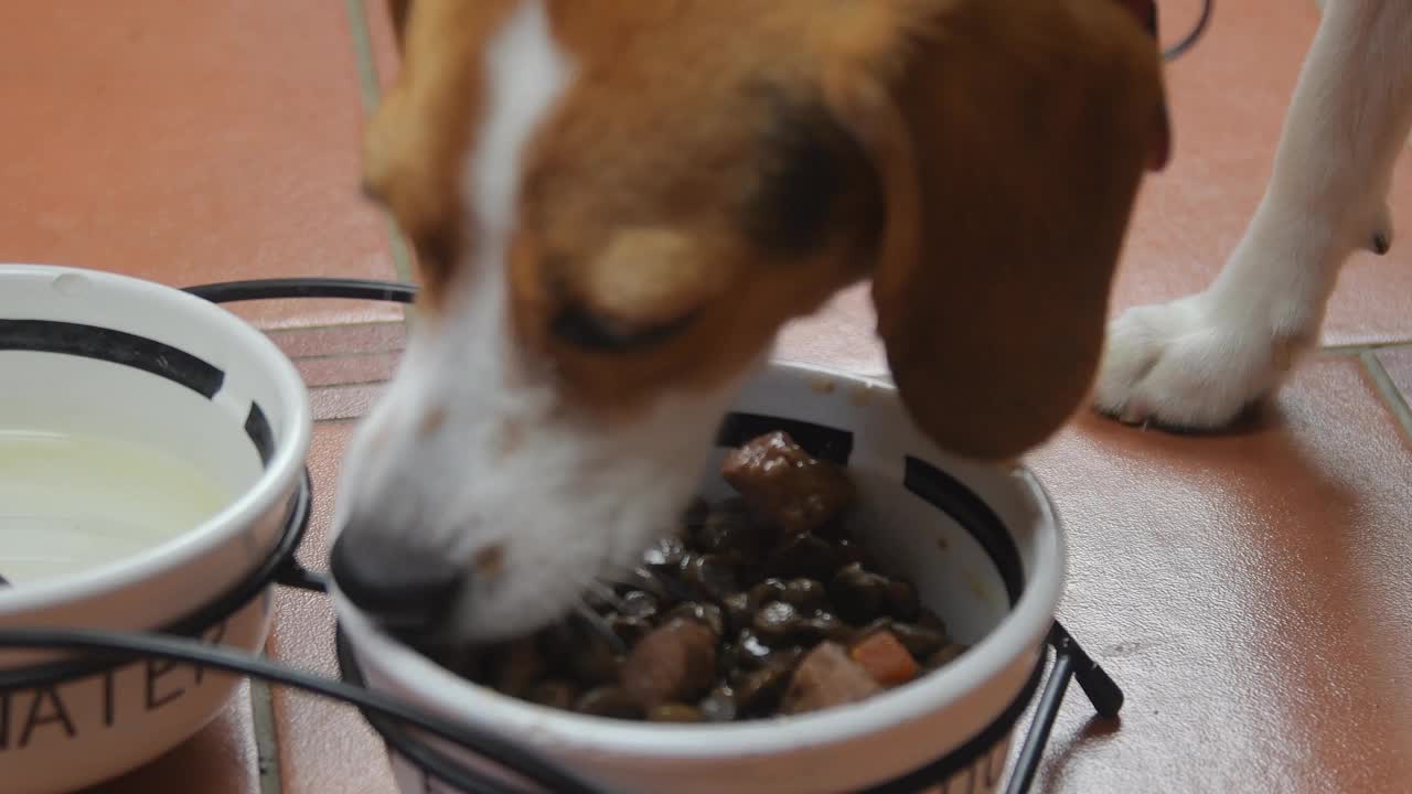 室内的小猎犬从碗里吃罐装食物。狗粮的概念。比格尔犬在吃陶瓷狗碗里的食物。特写镜头视频素材